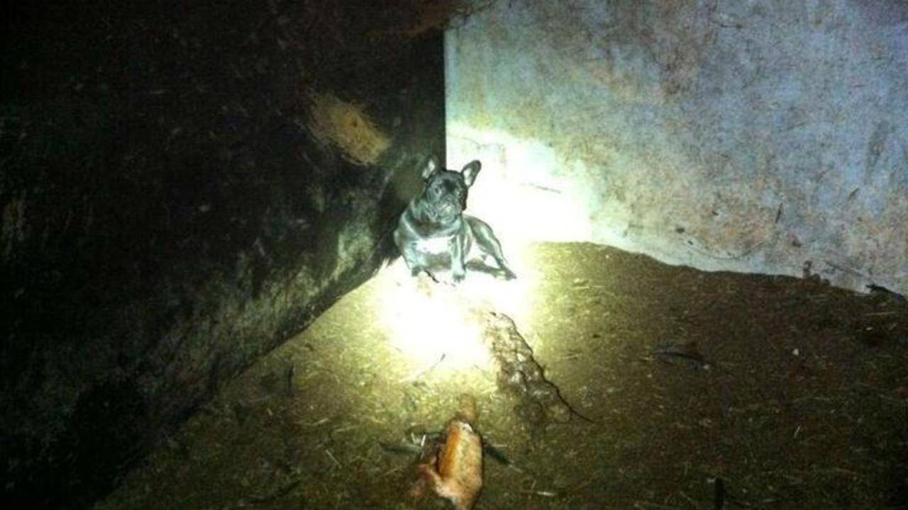 Verwaarloosde hond bij een fokker. (Foto: Dierenpolitie)
