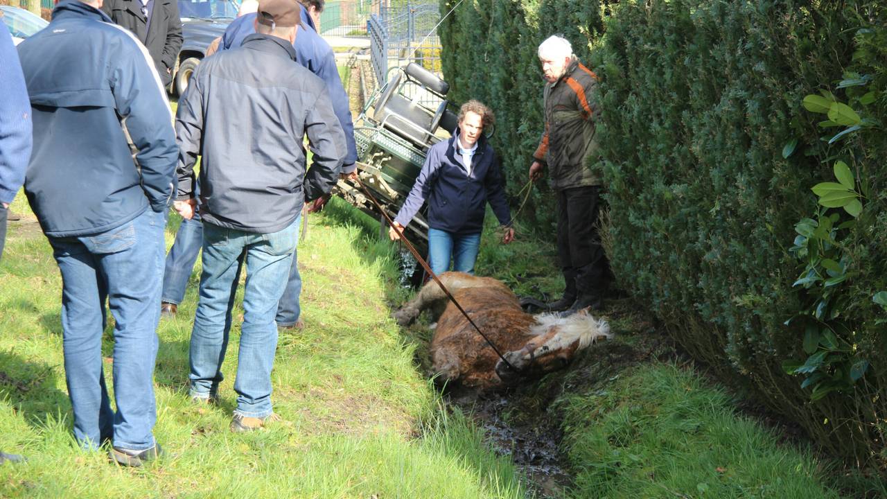 Paard-en-wagen in de sloot in Etten-Leur (Foto: Alexander Vingerhoeds/Obscura Foto)