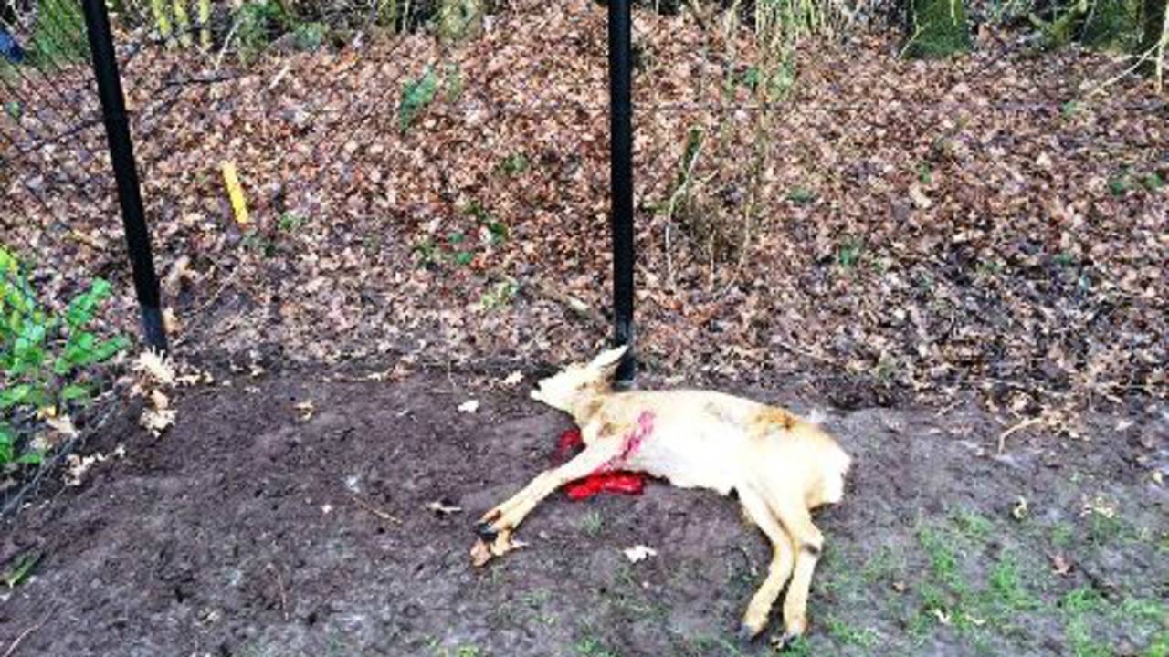 Donderdagochtend liep een ree zich dood (foto: politie)