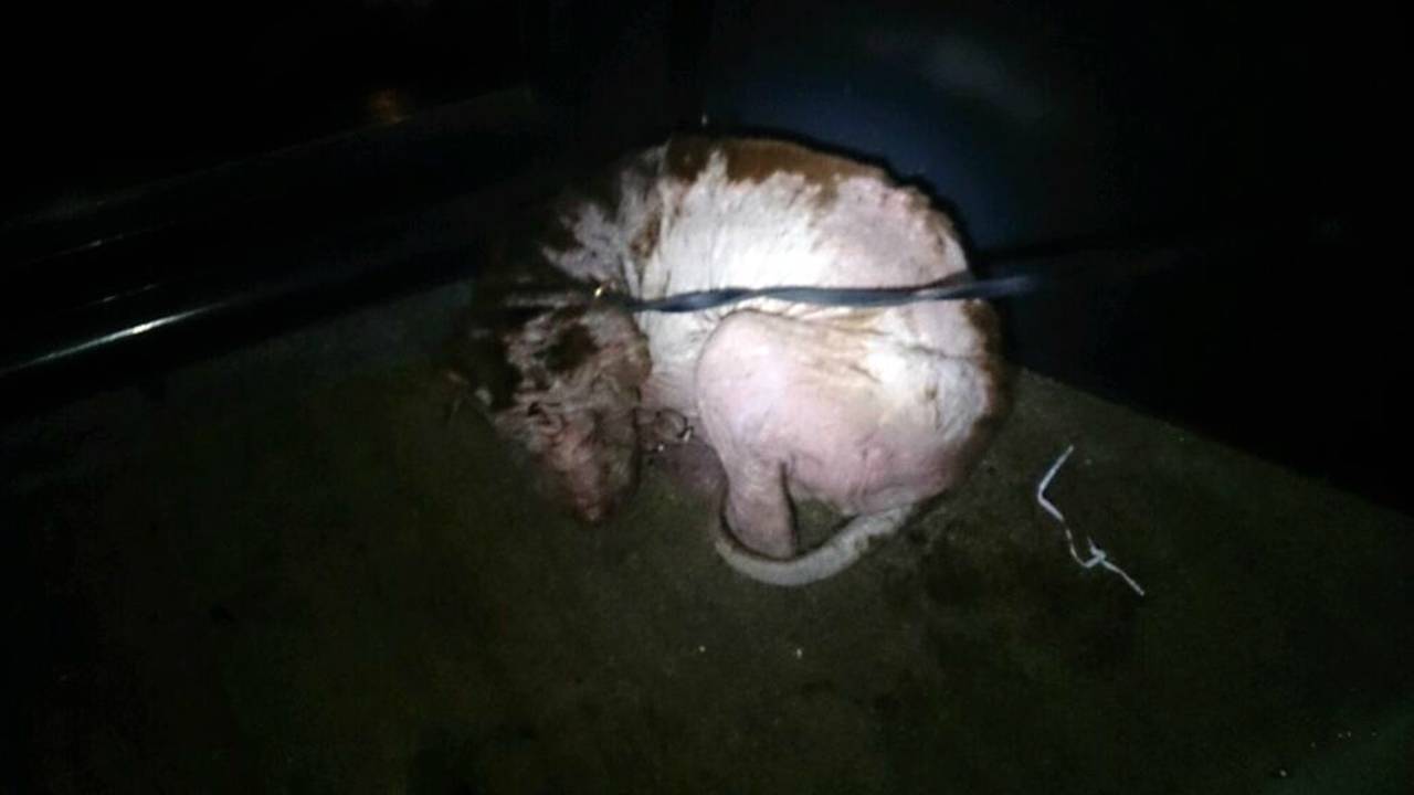 Zwaar verwaarloosde hond in Asten (foto: Politie)