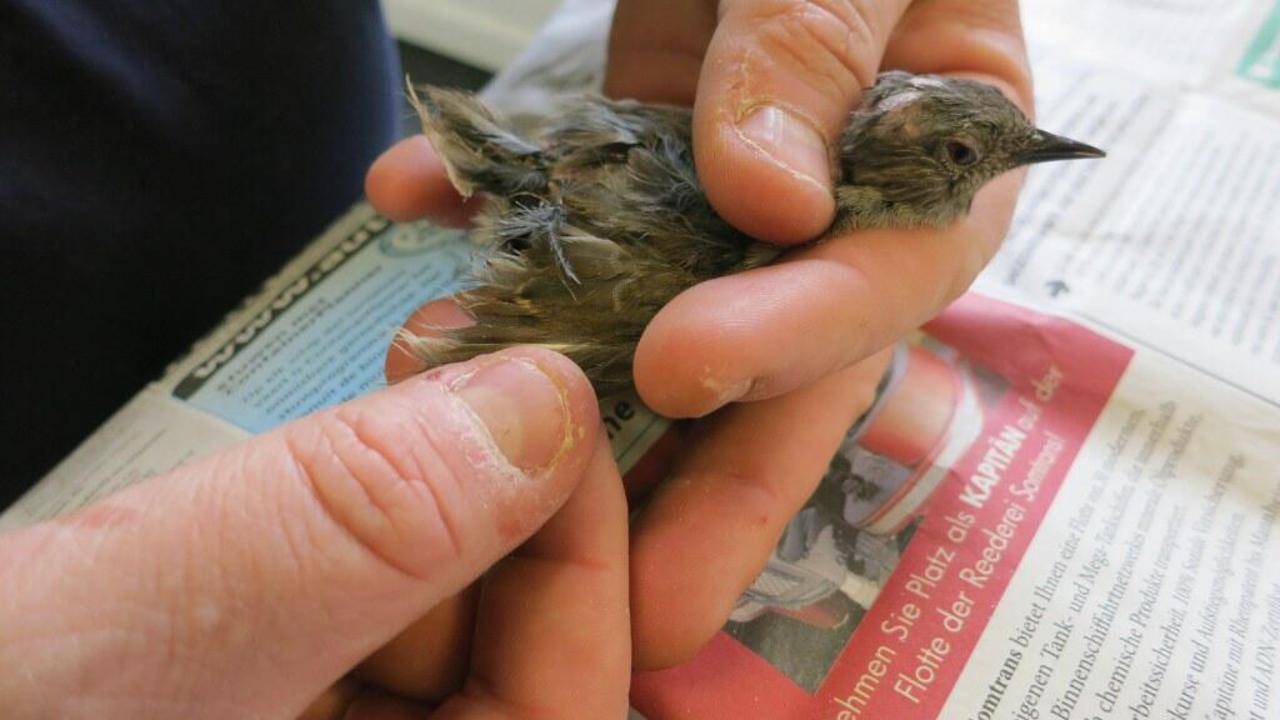 Een van de in beslag genomen vogels. Foto: politie