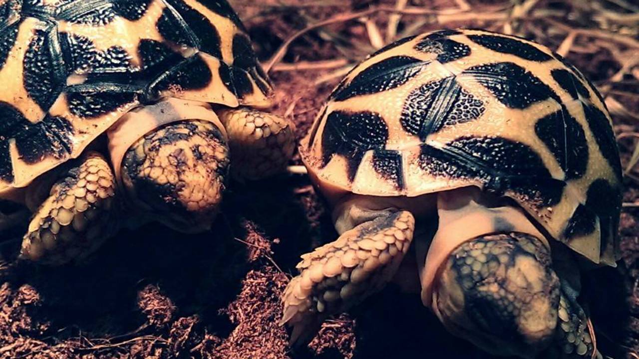 Babyschildpadjes ‘Bandel’ en ‘Baik’ (Foto: De Oliemeulen)