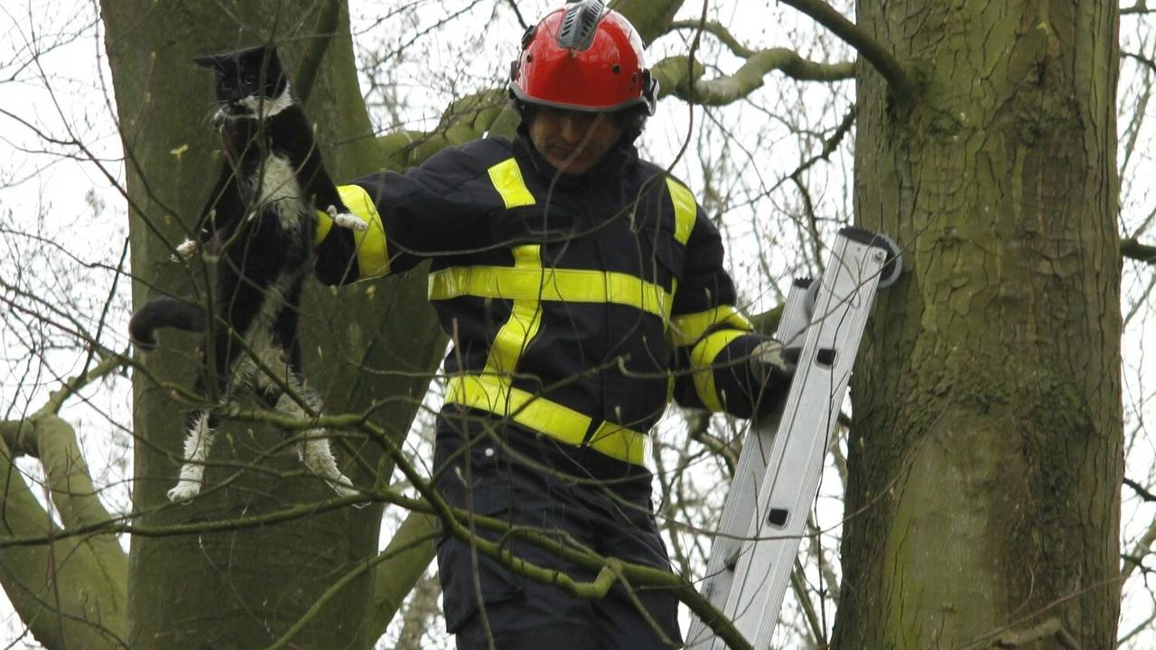 Brandweerman redt kat in Roosendaal (foto: Alexander Vingerhoeds/Obscura Foto)