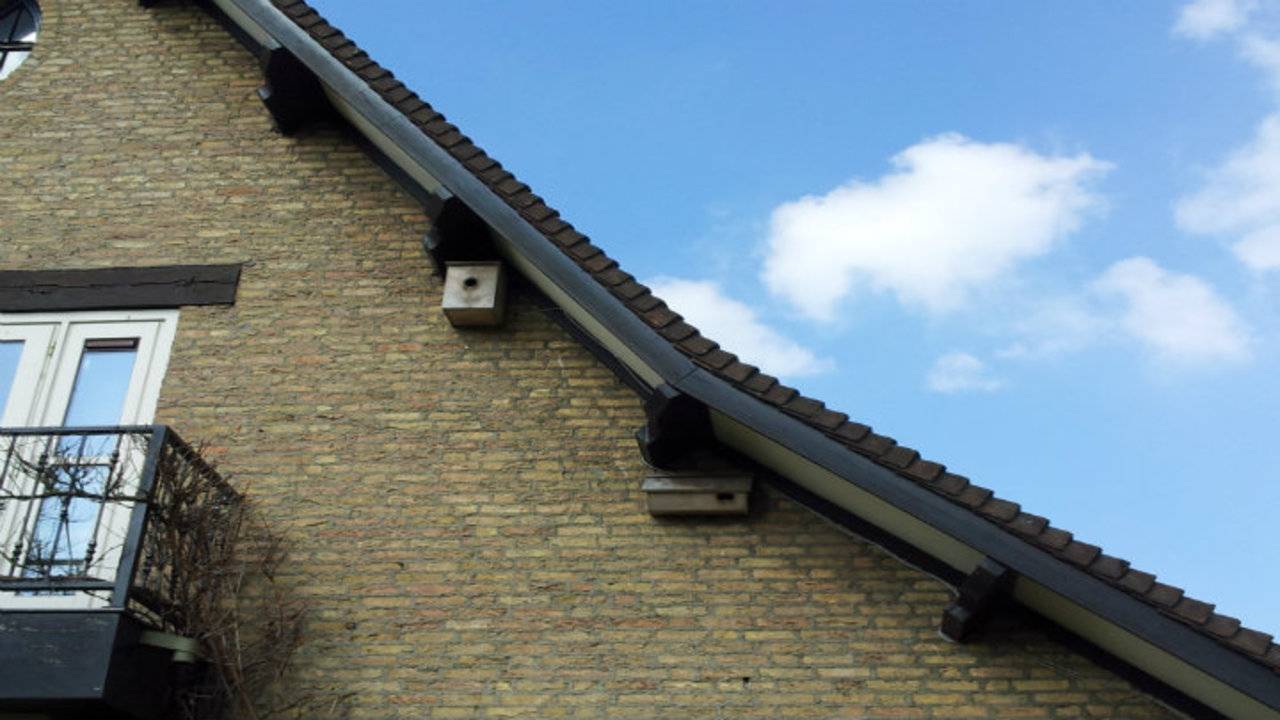 Eerste spreeuwenei in Leende.