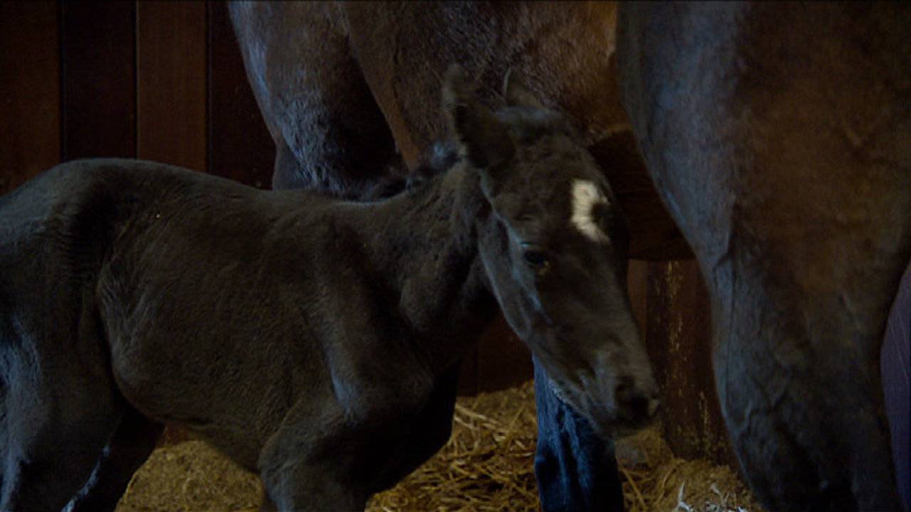Het veulen leefde slechts vier dagen