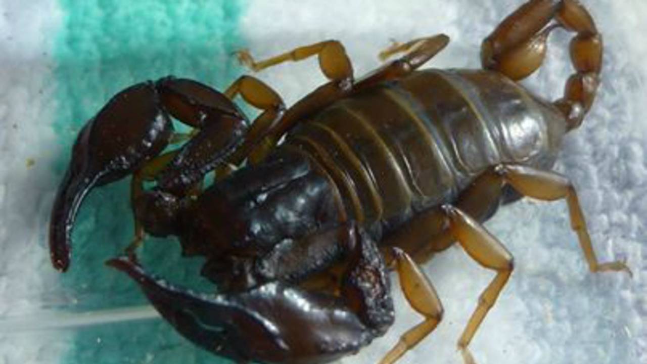 De gevonden schorpioen (Foto: Dick Nieuwenburg / Dierenbescherming)