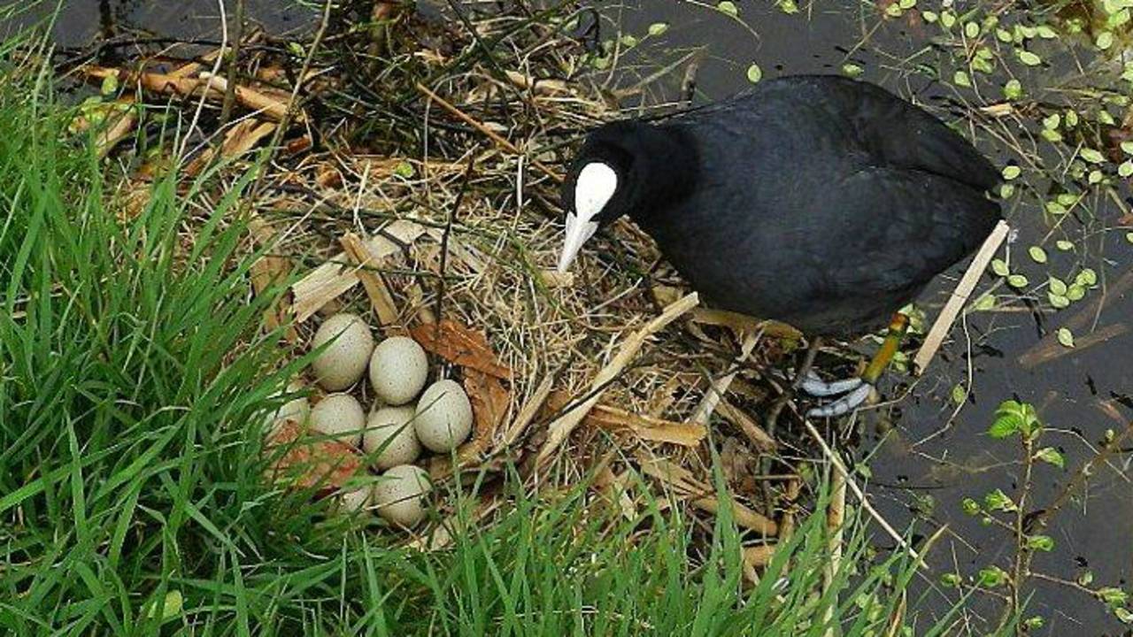 Archieffoto Martha Kivits.