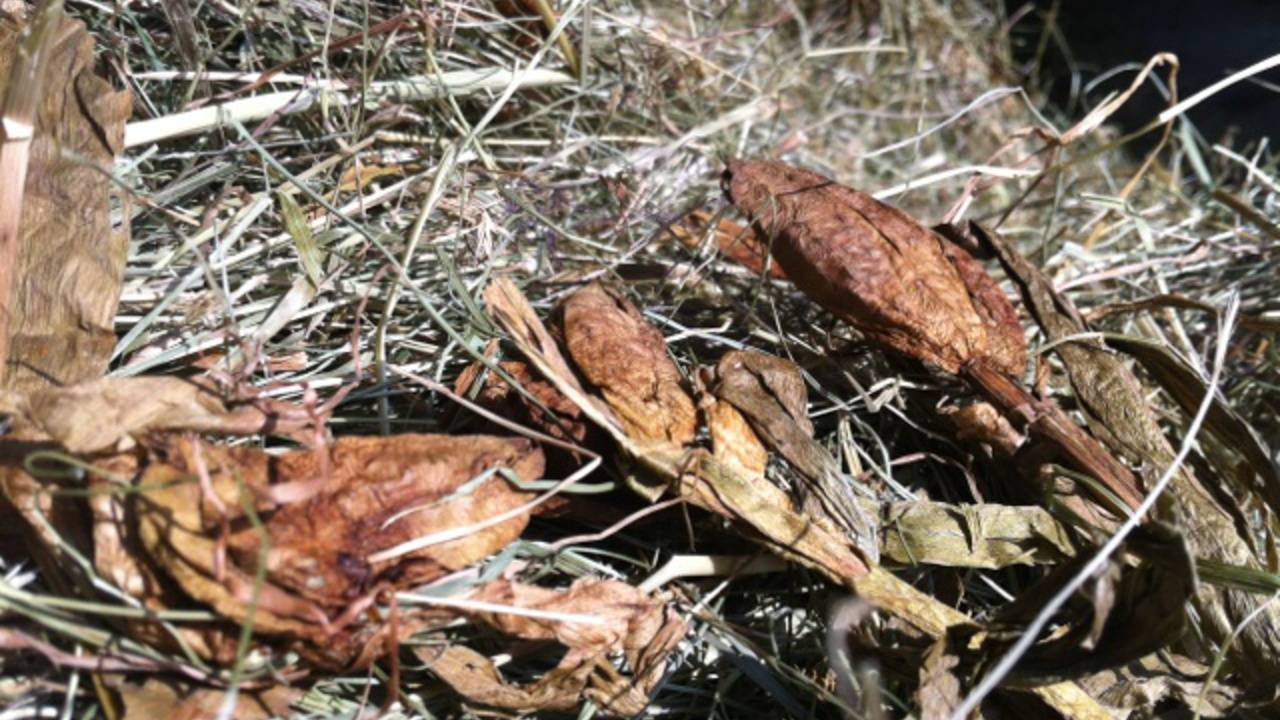 Het plantje herfsttijloos wordt ook wel najaarskrokus genoemd