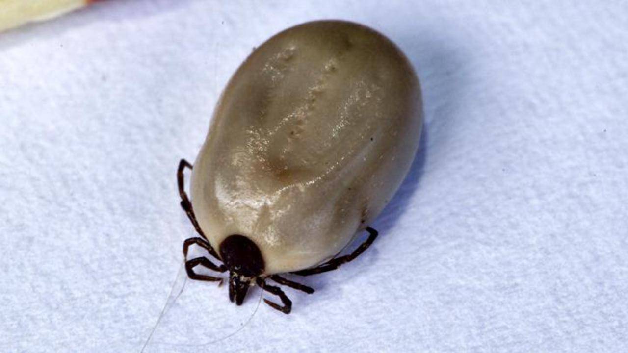 Een teek, de veroorzaker van de ziekte van Lyme