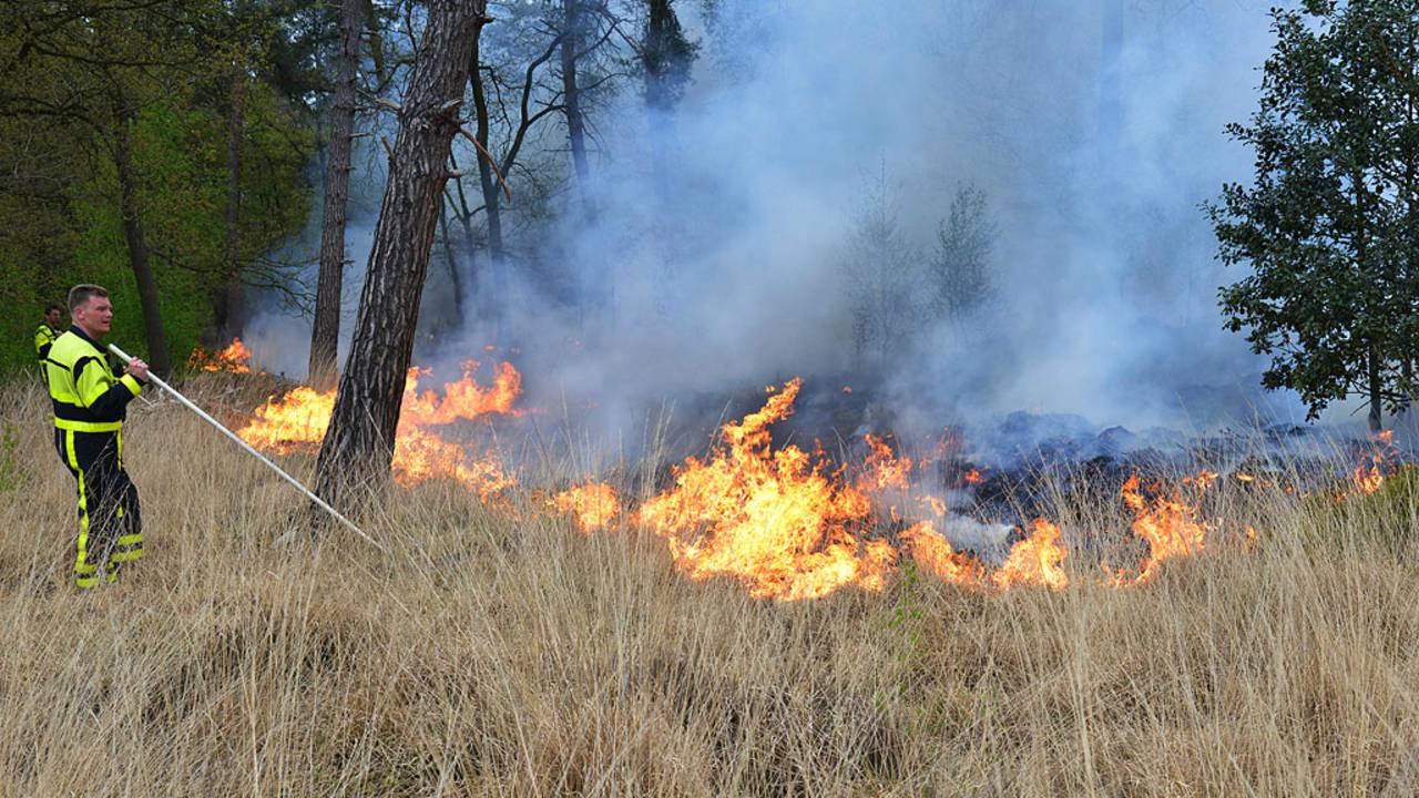 Brand verwoest deel Mastbos Breda, jeugdgevangenen Den Hey-Acker overgebracht naar de Koepel
