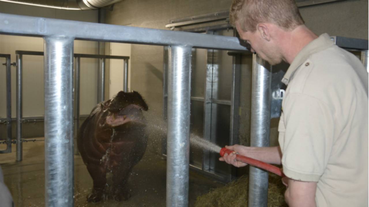 Vier nieuwe nijlpaarden voor safaripark Beekse Bergen in Hilvarenbeek