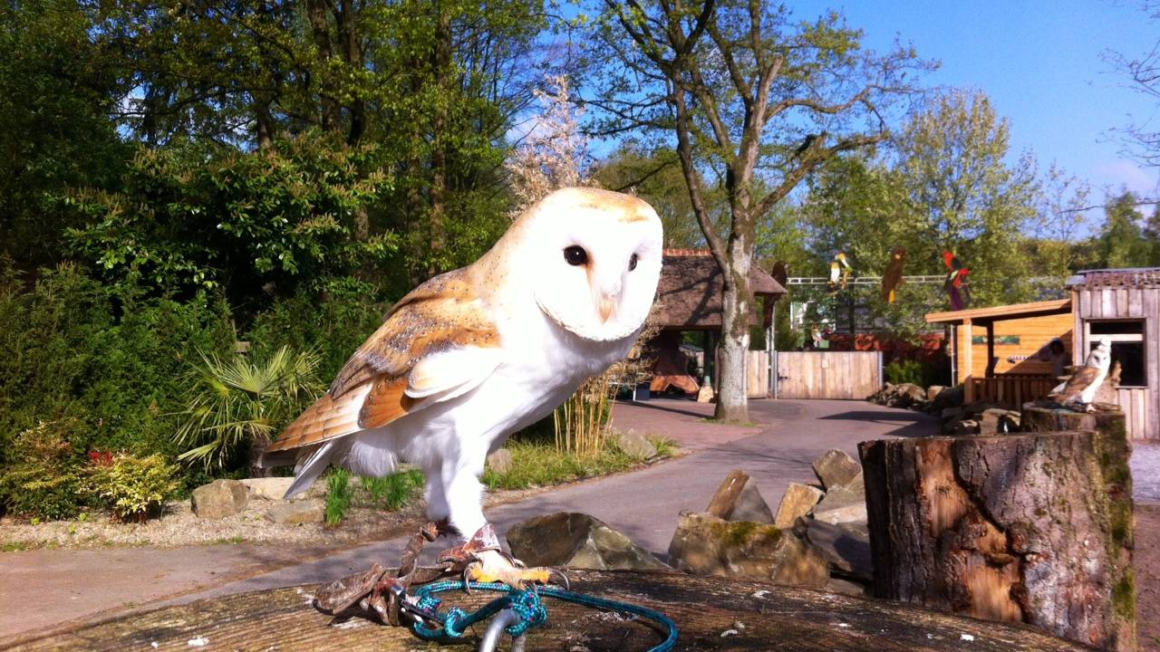 Roofvogel in Zoo Veldhoven (foto: René van Hoof)