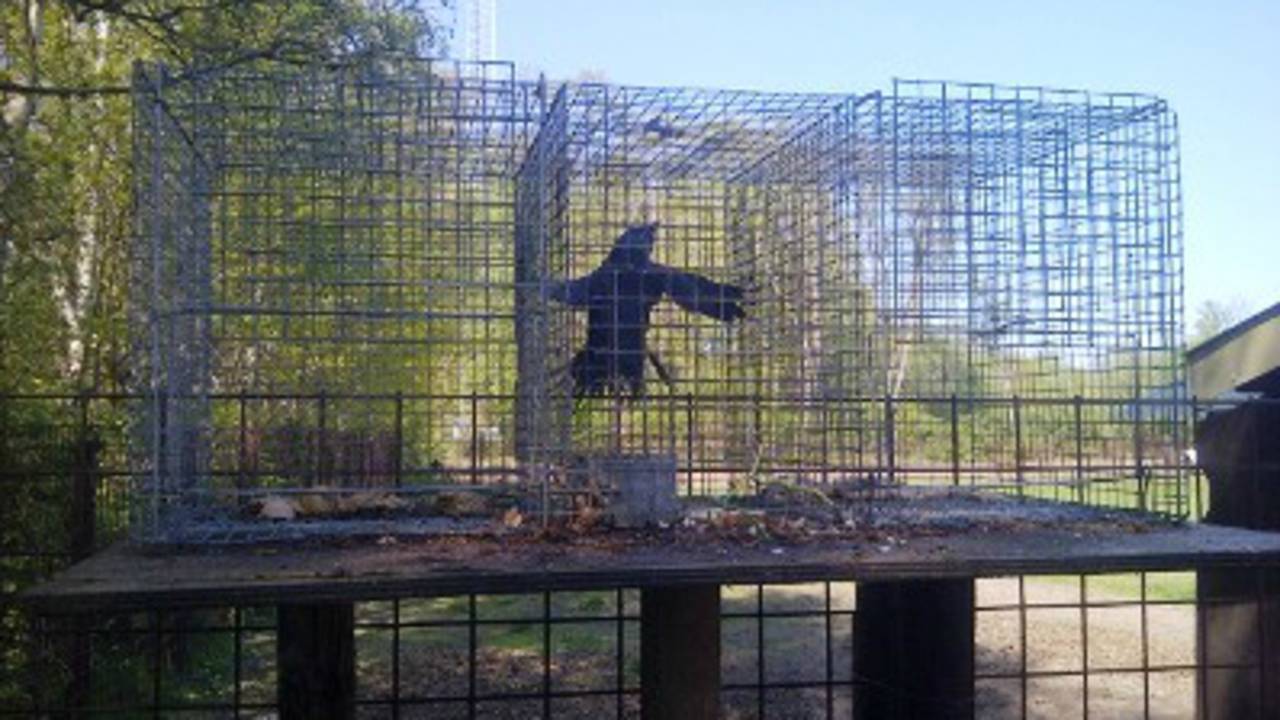 Man doodt vogels in Hilvarenbeek (foto: Politie)