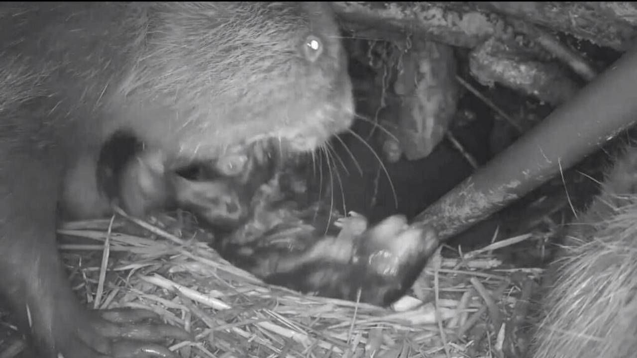 Foto: Staatsbosbeheer