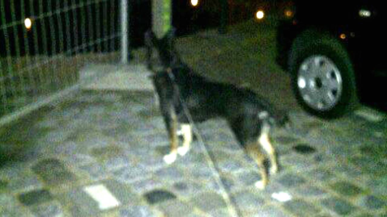 Helikopter zoekt baasje Heusden (foto: Politie)