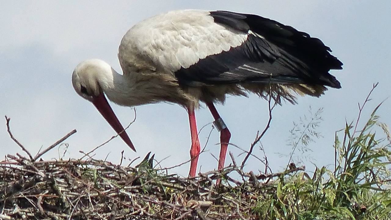 Over de rand is een snaveltje te zien. (foto: Ellen Rijken)