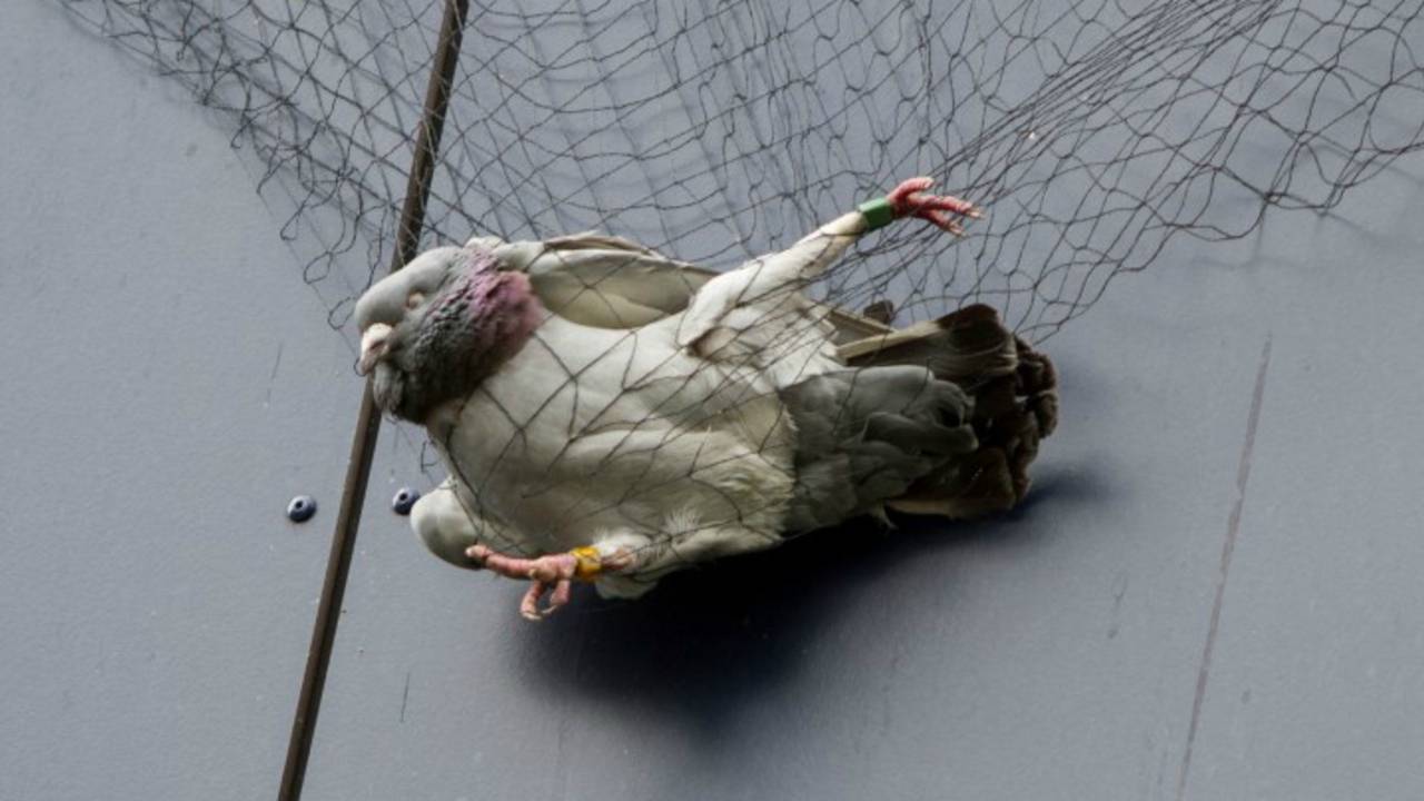 Duif in benarde positie (foto: Alexander Vingerhoeds/Obscura Foto)