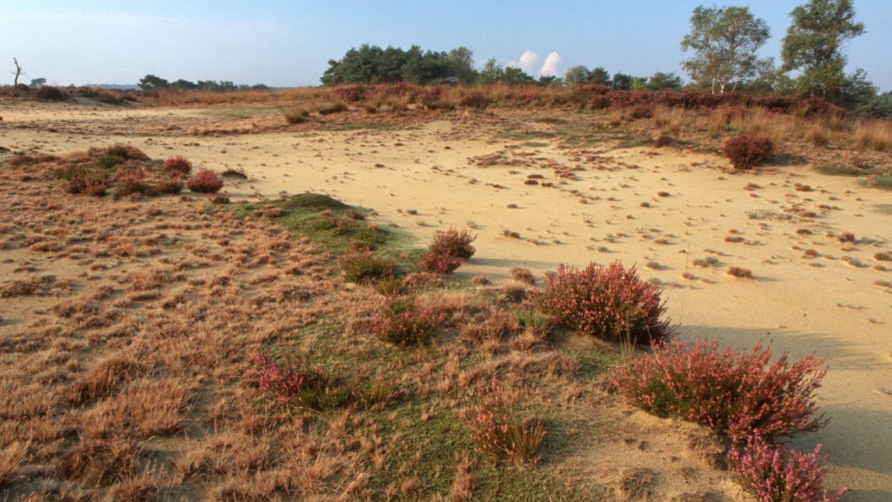 Landduinen. (Foto: M. Slootmaekers)