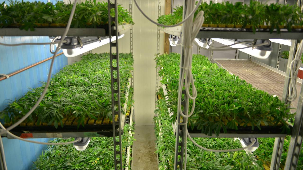 Grote hennepstekkerij in Tilburg. (foto: Jules Vorselaars/JV Media)