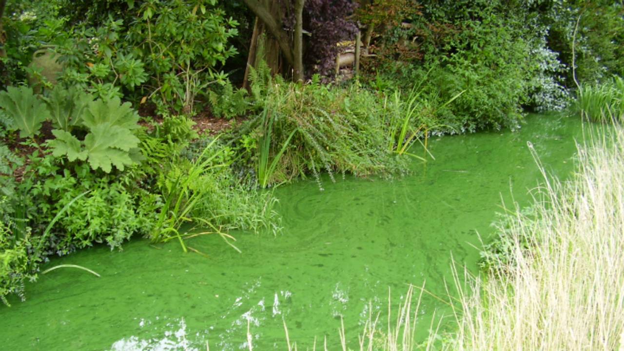 Blauwalg in stadswater Het IJzeren Kind.