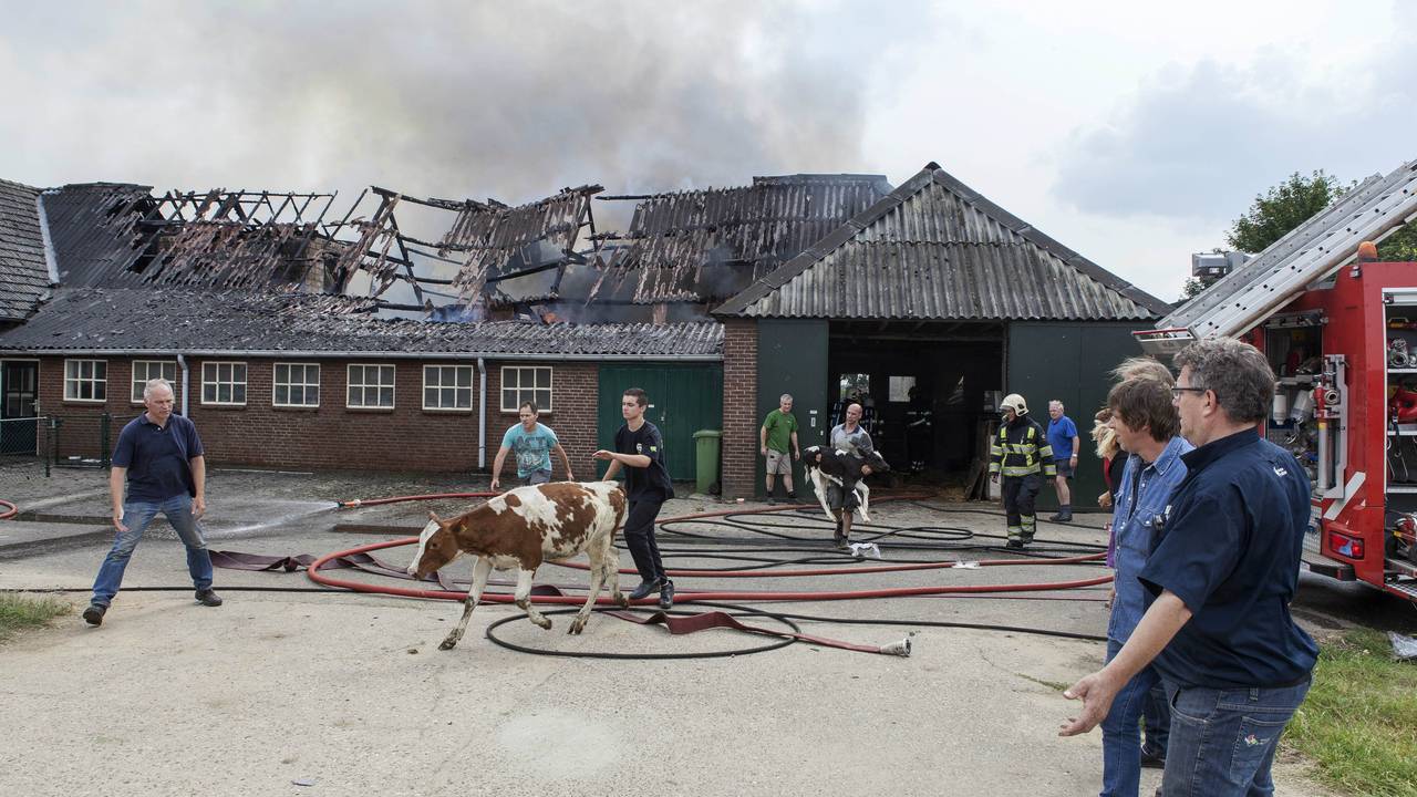 Kalfjes worden uit de brandende stal gehaald (Foto: Saskia Kusters/SK-Media)
