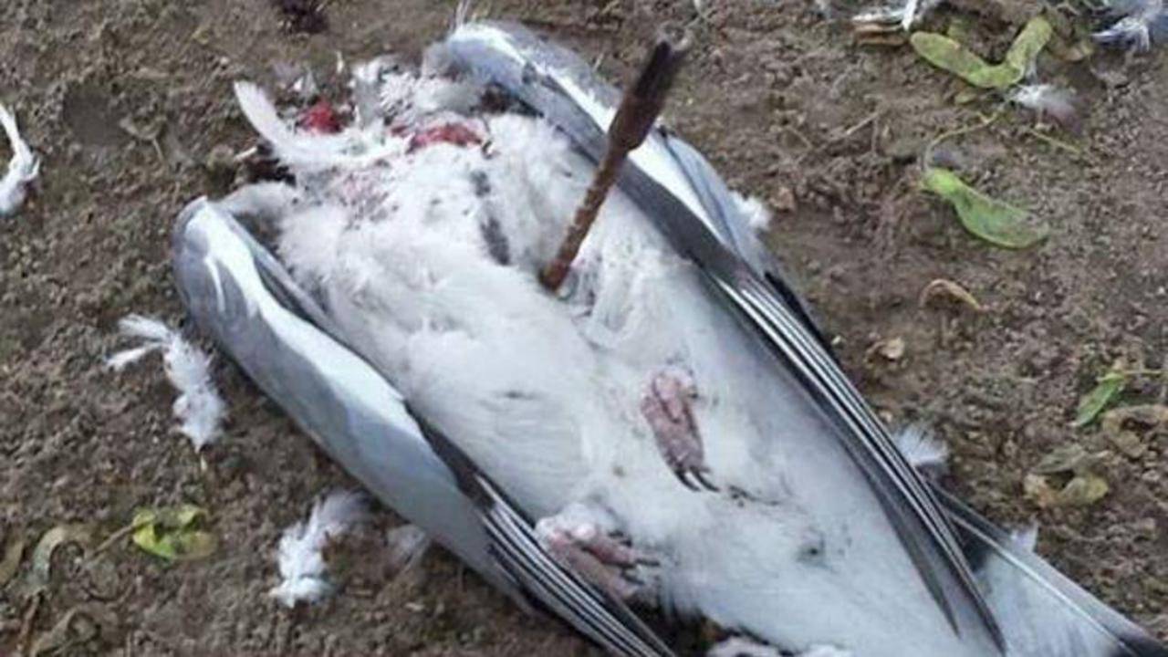 In Den Bosch werd een metalen pin in een duif geslagen.