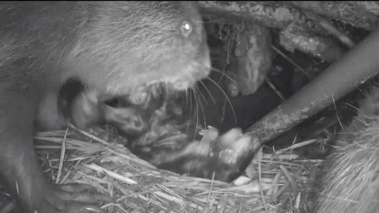 De beelden trokken ruim twee miljoen bezoeken.