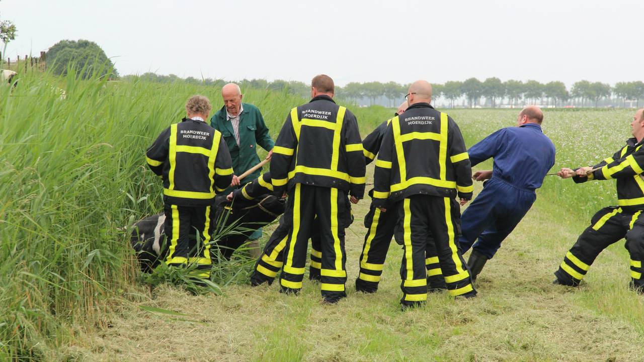 De brandweer haalde de stier uit de sloot. (foto: Alexander Vingerhoeds/Obscura Foto)