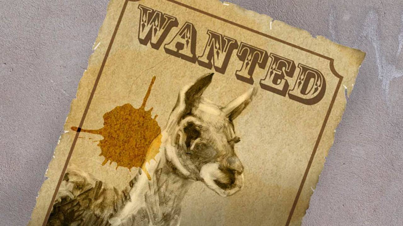 Gezocht: De Lama van Tilburg