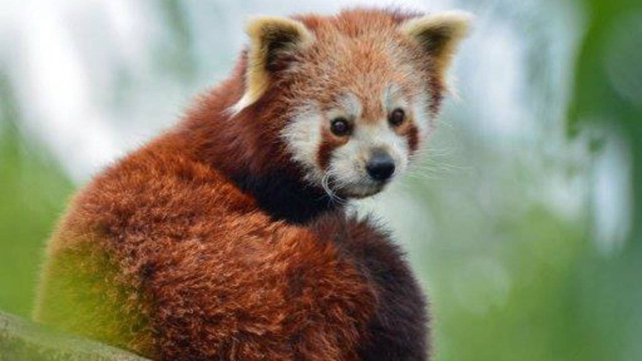 Rode panda in het Dierenrijk