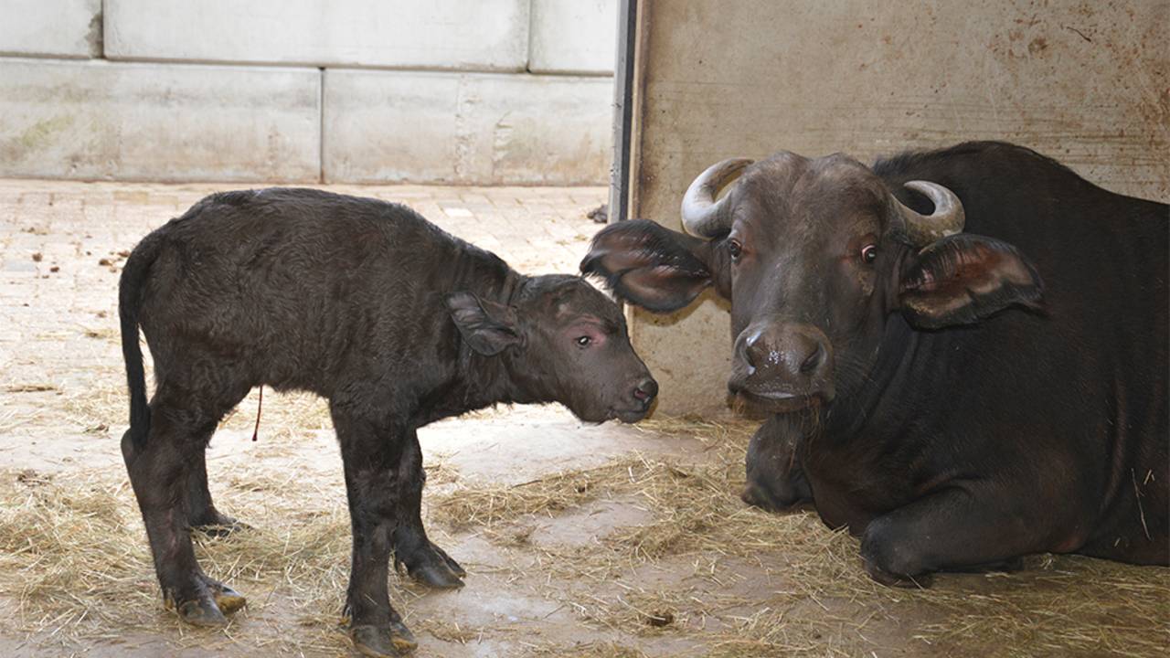 Foto: Safaripark Beekse Bergen