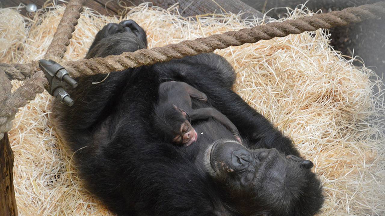 Moeder Centa met haar jongste telg (Foto: Safaripark Beekse Bergen/Libéma)