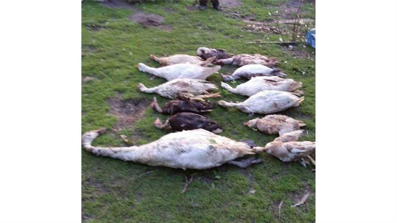 (Foto: Dierenpolitie/Twitter)