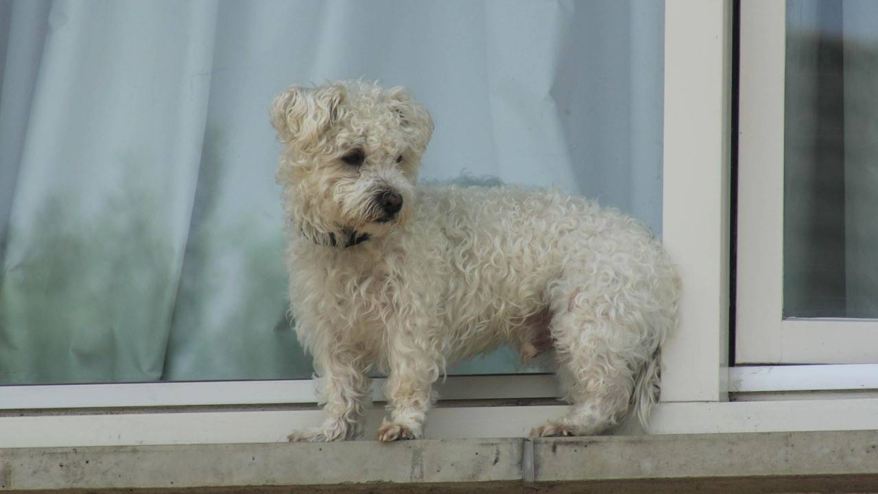 Het hondje op de vensterbank (Foto: Koen Wouters/Stuve Fotografie)