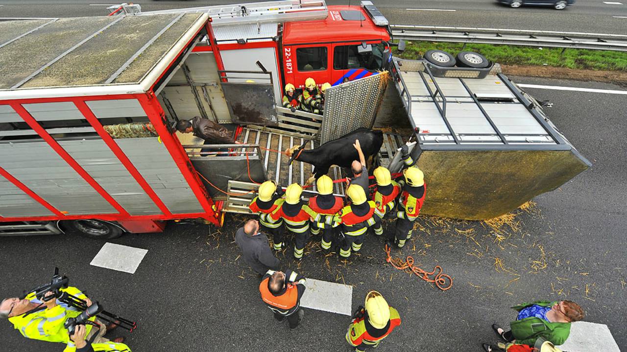 In de gekantelde trailer zaten drie koeien (Foto: Rico Vogels / SQ Vision)
