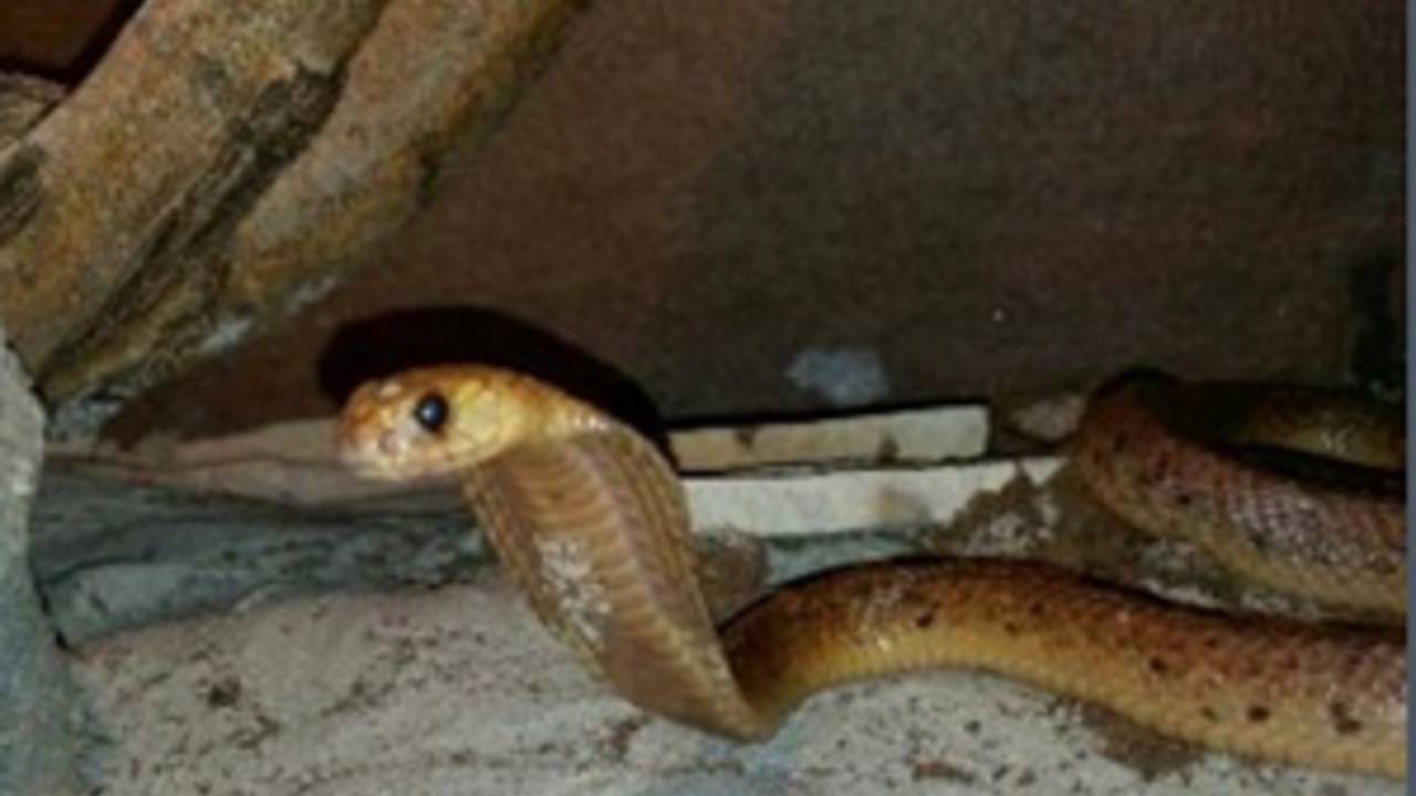 Begin september ontsnapte de cobra in Made.