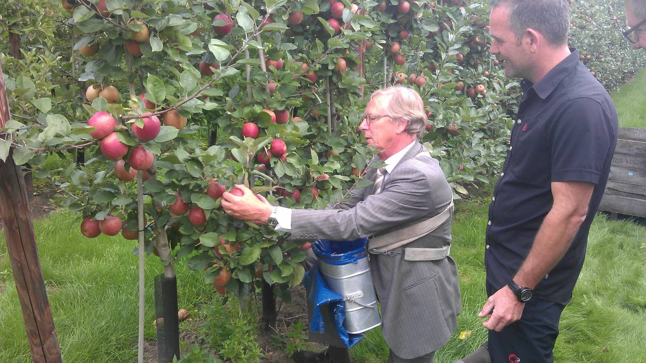 Gedeputeerde Yves de Boer plukt appels op de persdag (Foto: Ferenc Triki)