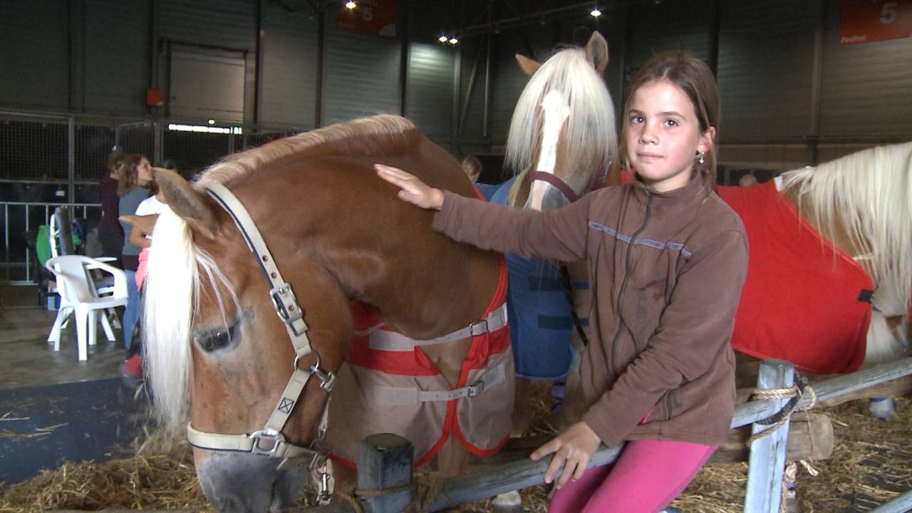 Duizenden bezoekers verwacht bij groot trekpaarden evenement in de Brabanthallen