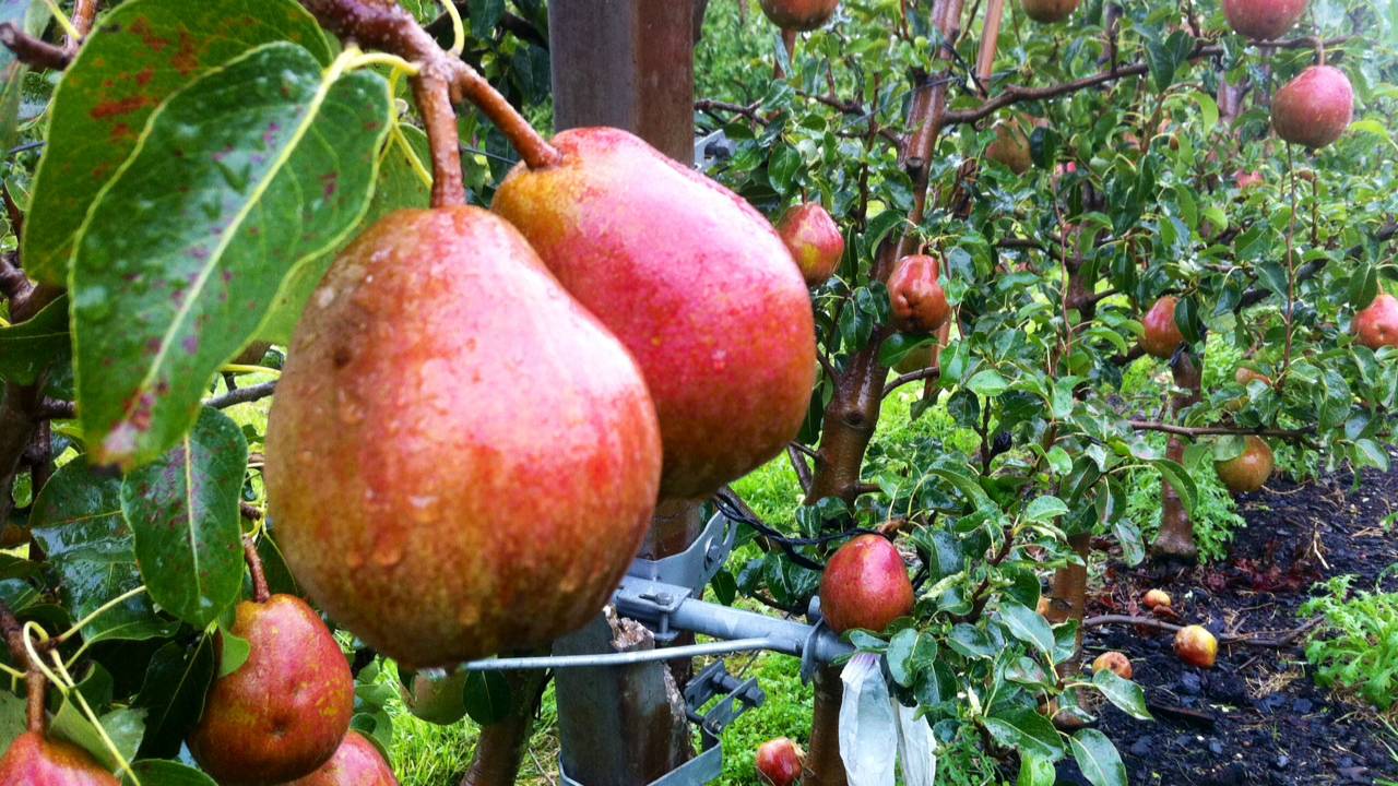 Fruit -en groenteteelt kan last krijgen van de hoge waterstand