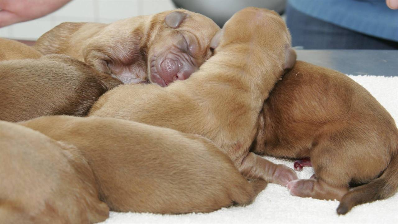 Foto: Facebook Dierenkliniek Sleeuwijk