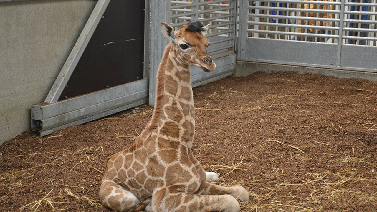 Girafje Noah maakt het goed (foto: Libéma)