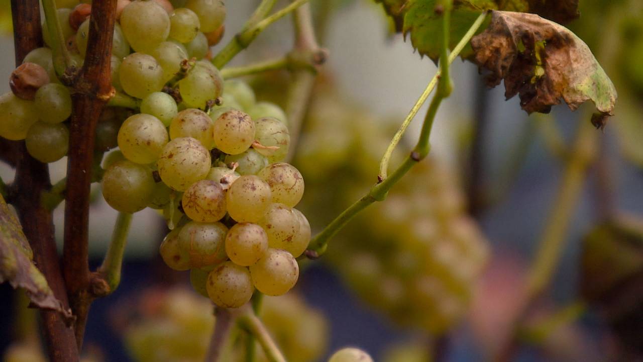De zusters norbertinessen in Oosterhout krijgen een wijngaard