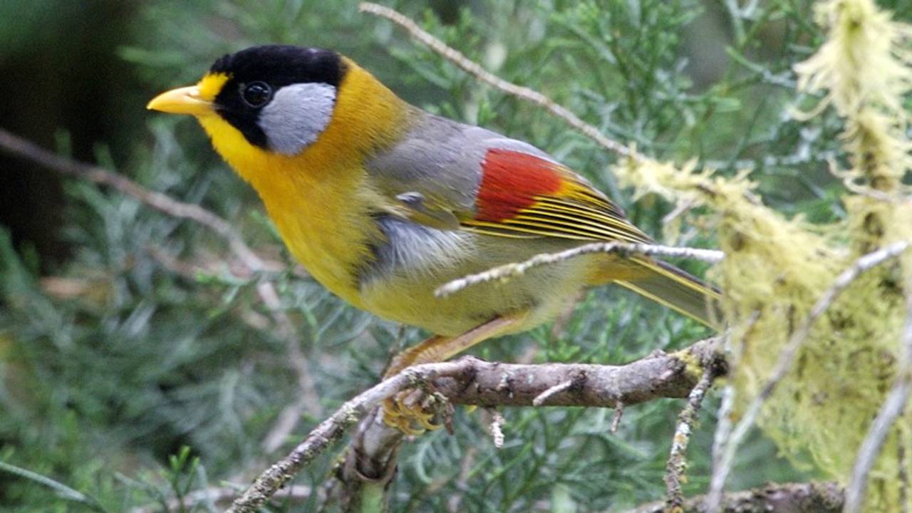 Een zilveroornachtegaal of -timalia (foto: Flickr/Lip Kee)