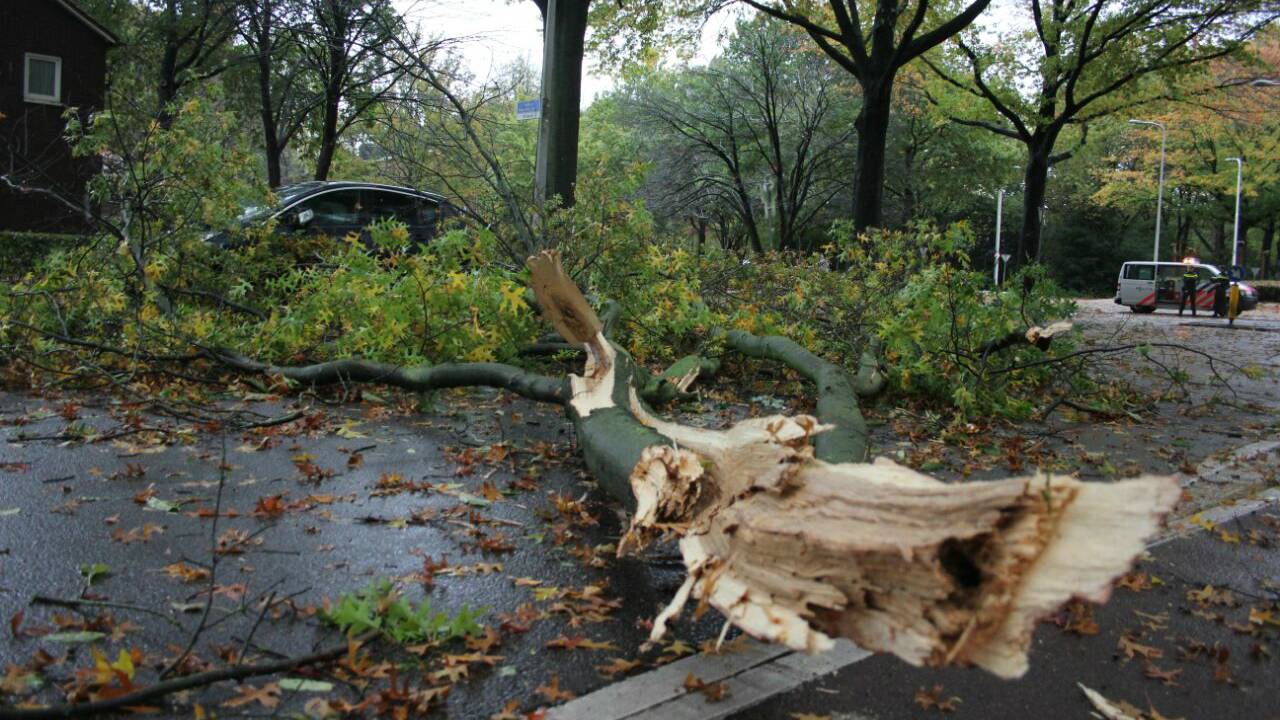 Bomen omgewaaid in Tilburg. (foto: Koen Wouters/Stuve Fotografie)