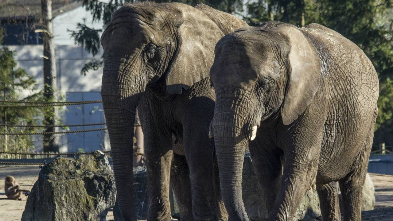 Foto: Libéma/Safaripark Beekse Bergen