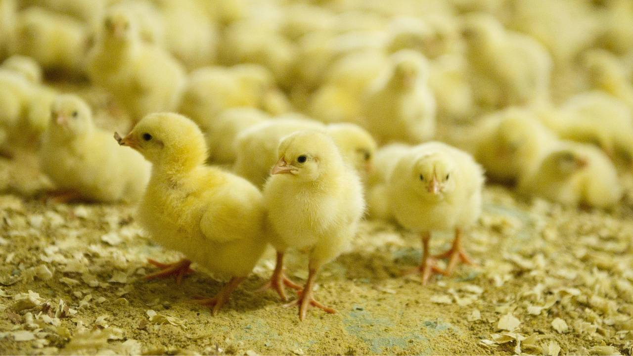 De kuikens kunnen door het vervoersverbod geen kant op (archieffoto: ANP)