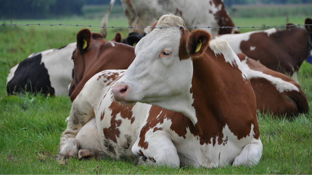 'Meer kiloknallers bij supermarkten'