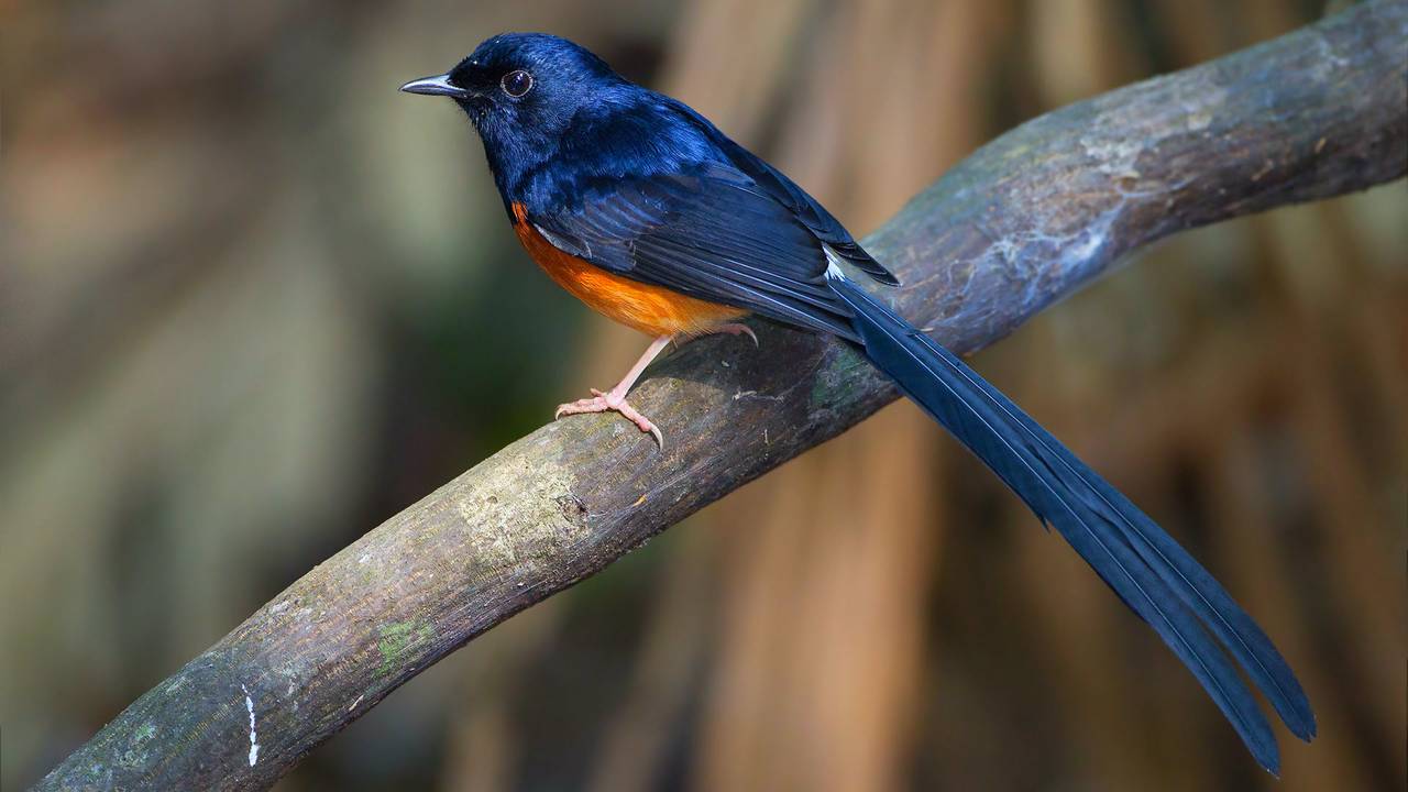 Een schamalijster (foto: JJ Harrison)
