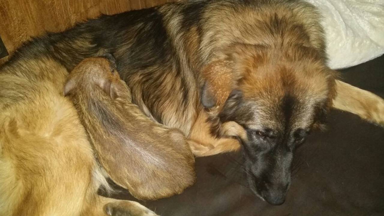 Hond Odin en een van de biggetjes