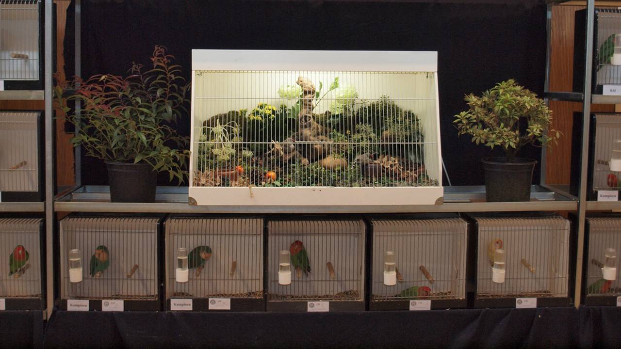 Vogelbeurs Asten in 2013 (Foto: Zang en Kleur)